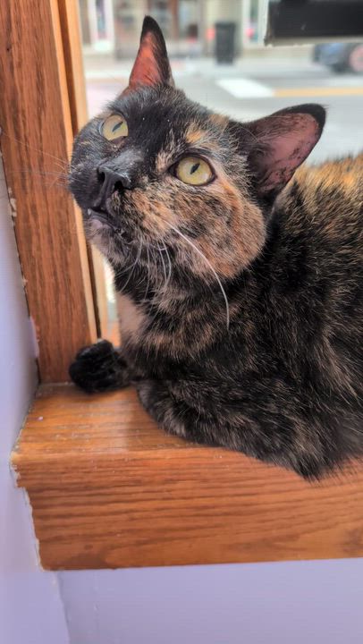 Enlarge Aspen (cat café) , a ADOPTABLE Domestic Short Hair in West Lafayette, IN video 4/5