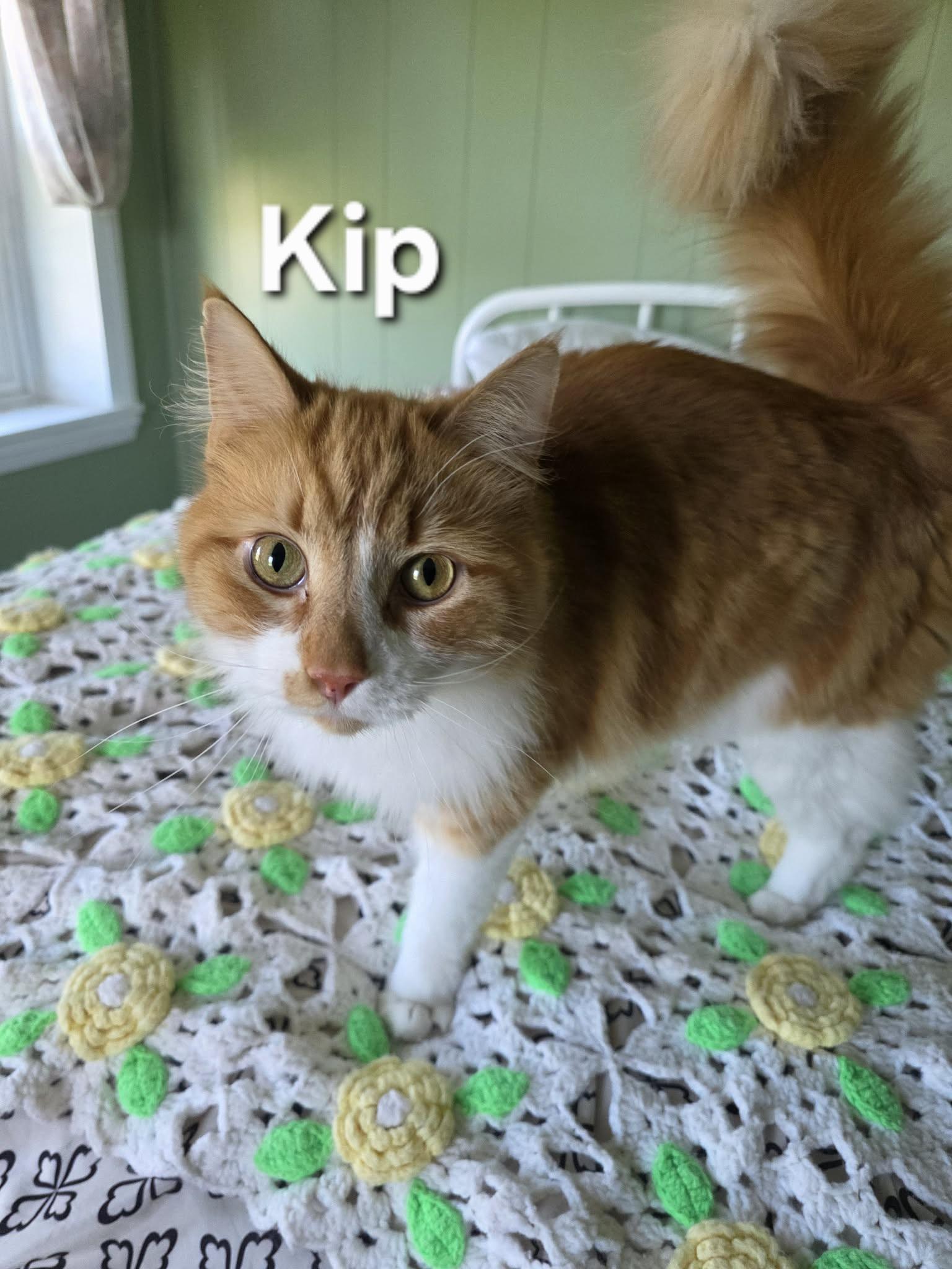 Enlarge Kip, a Adoptable Domestic Medium Hair in Temple, PA image 2/4
