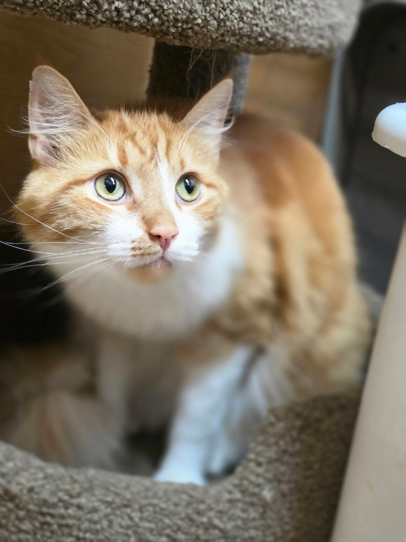 Enlarge Kip, a Adoptable Domestic Medium Hair in Temple, PA image 4/4