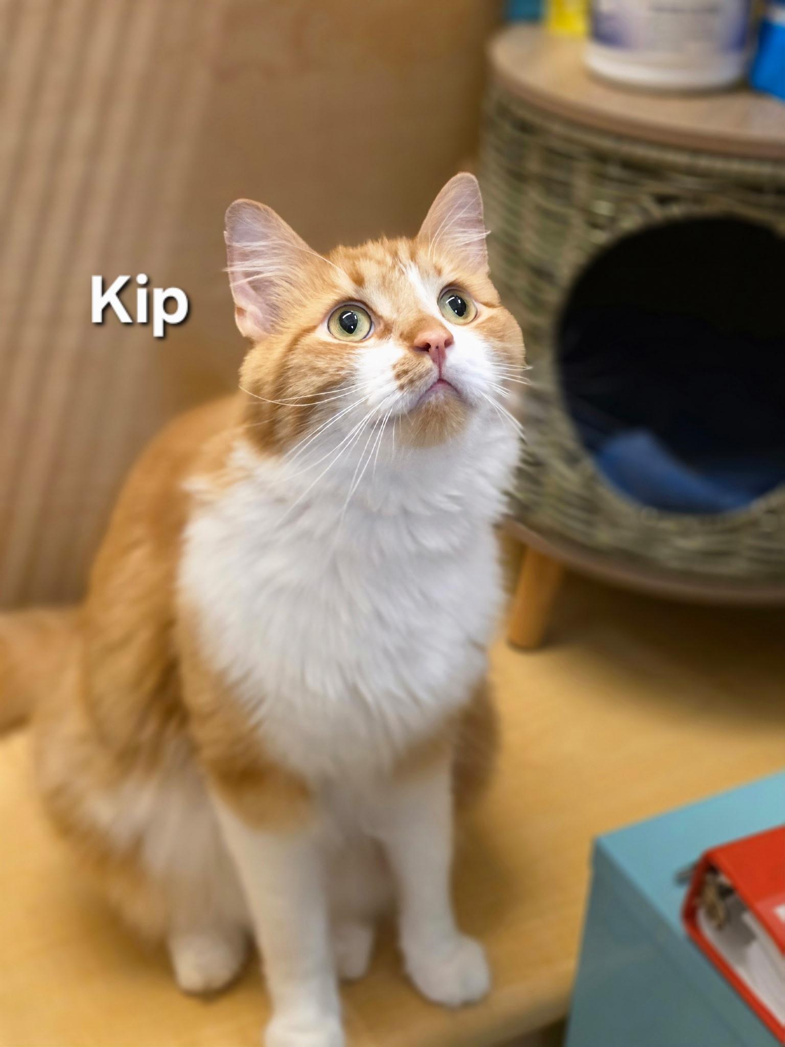 Enlarge Kip, a Adoptable Domestic Medium Hair in Temple, PA image 3/4
