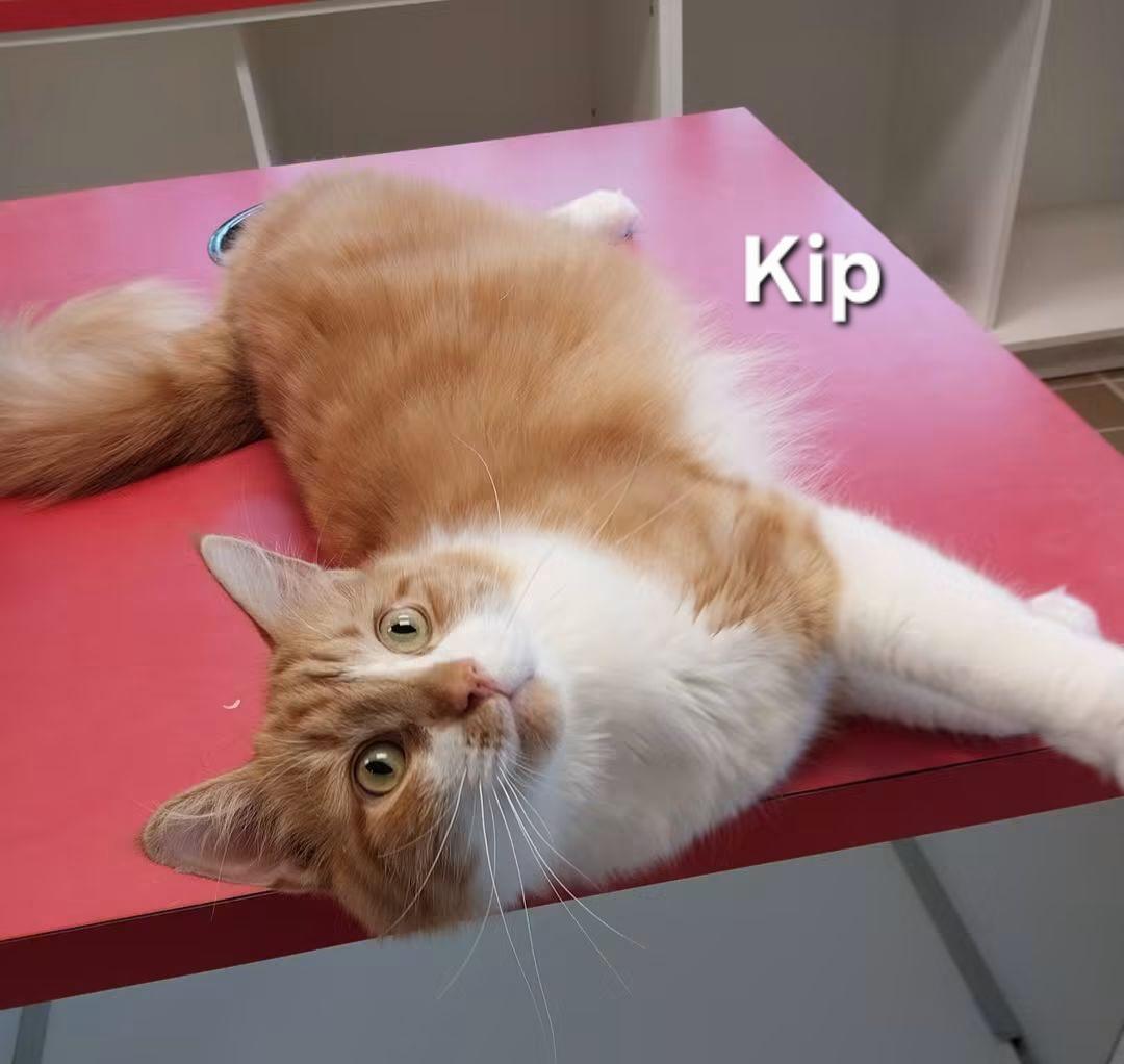 Enlarge Kip, a Adoptable Domestic Medium Hair in Temple, PA image 1/4