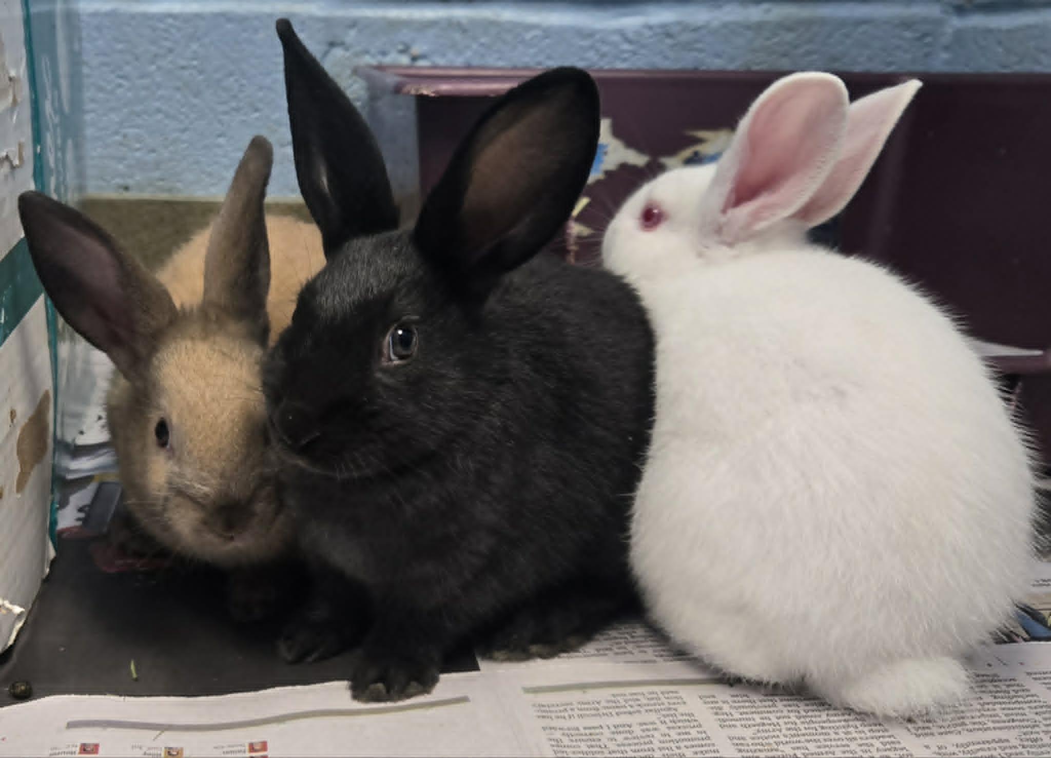 Baby bunnies, a ADOPTABLE Dwarf in Manassas, VA image 3/6