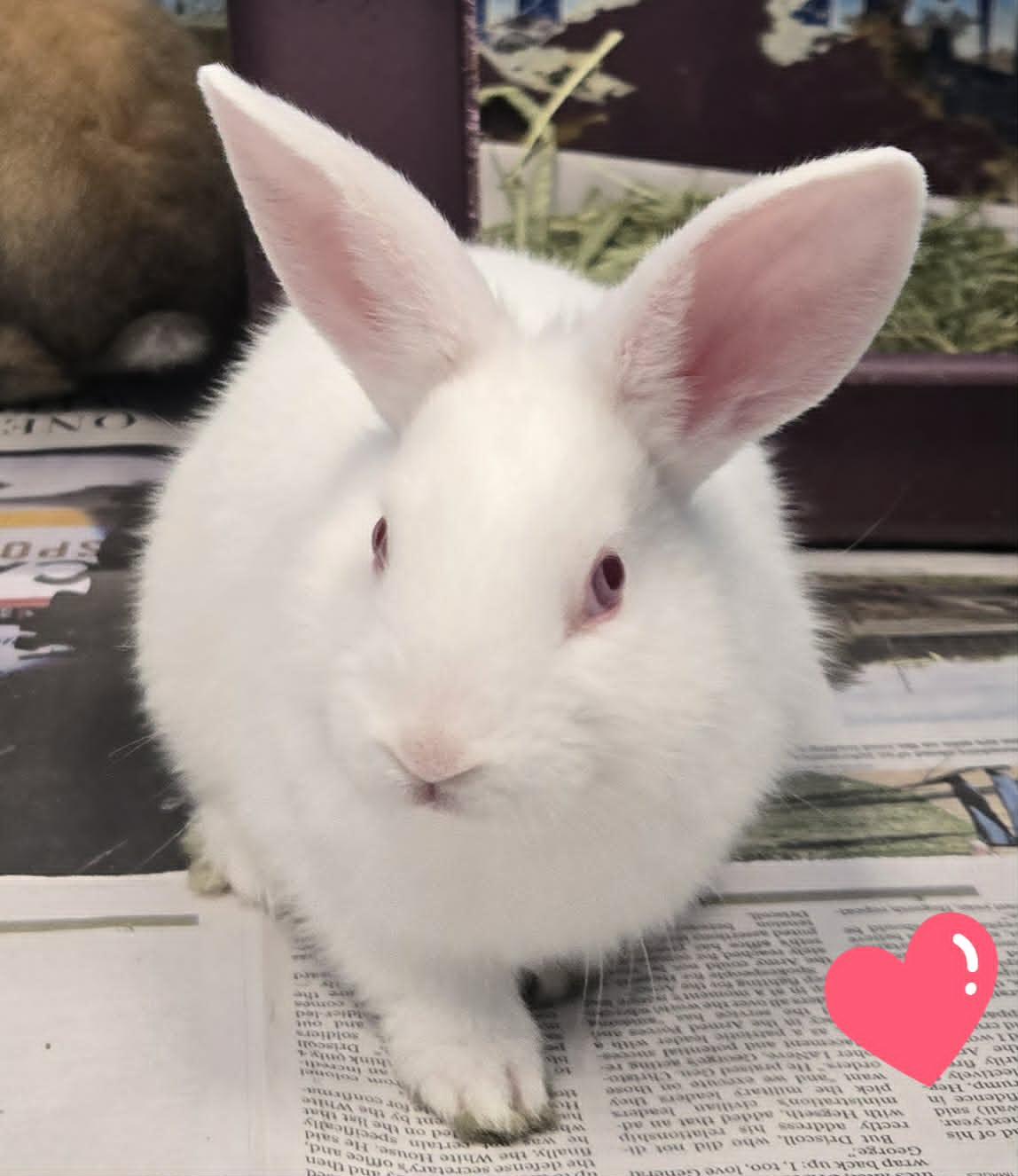 Baby bunnies, a ADOPTABLE Dwarf in Manassas, VA image 4/6
