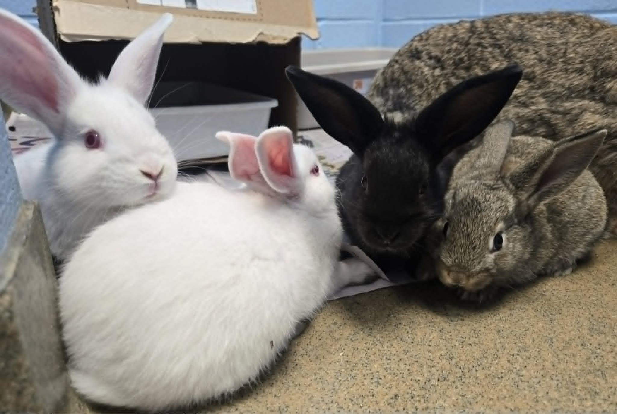 Baby bunnies, a ADOPTABLE Dwarf in Manassas, VA image 5/6