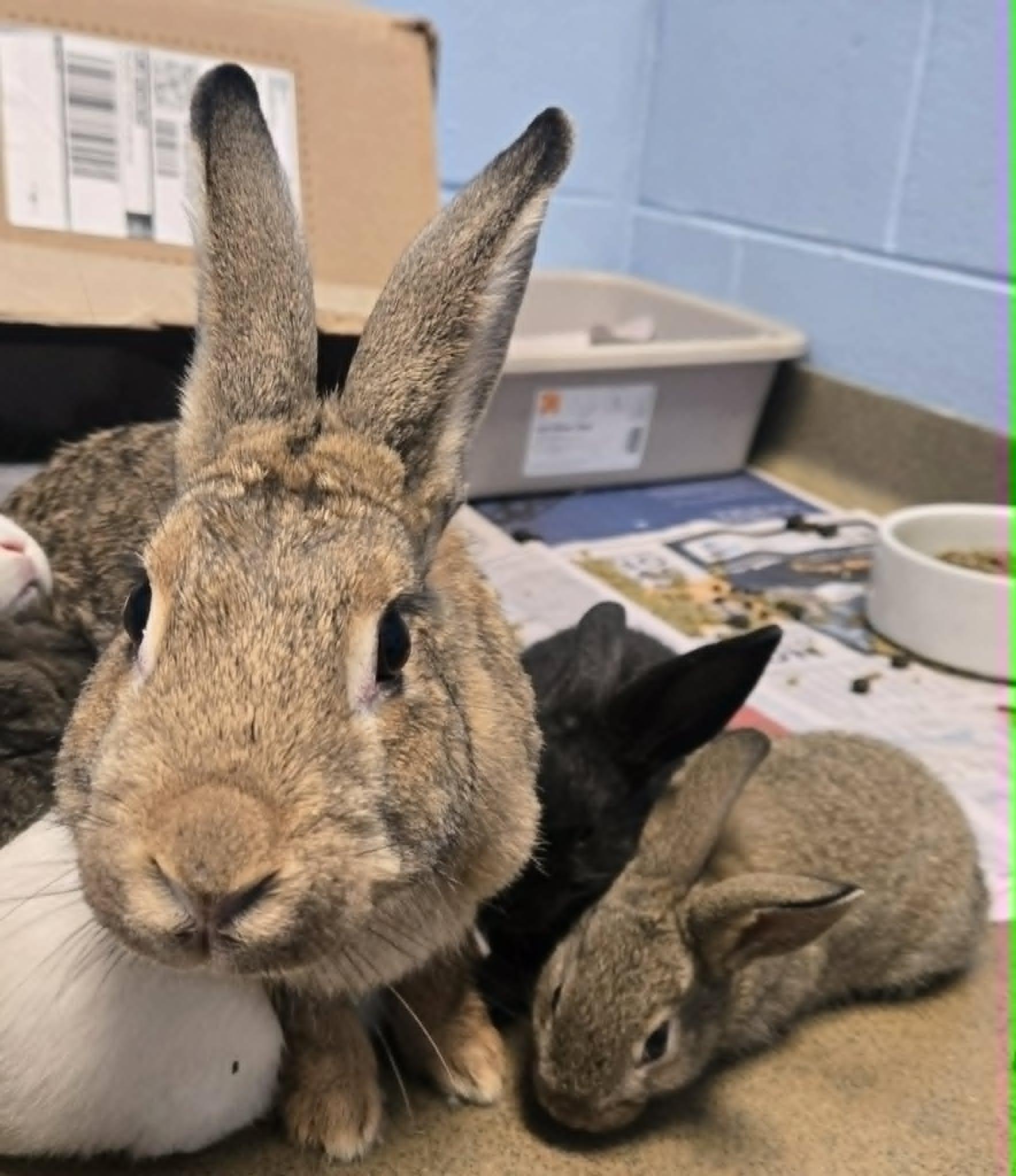 Baby bunnies, a ADOPTABLE Dwarf in Manassas, VA image 2/6