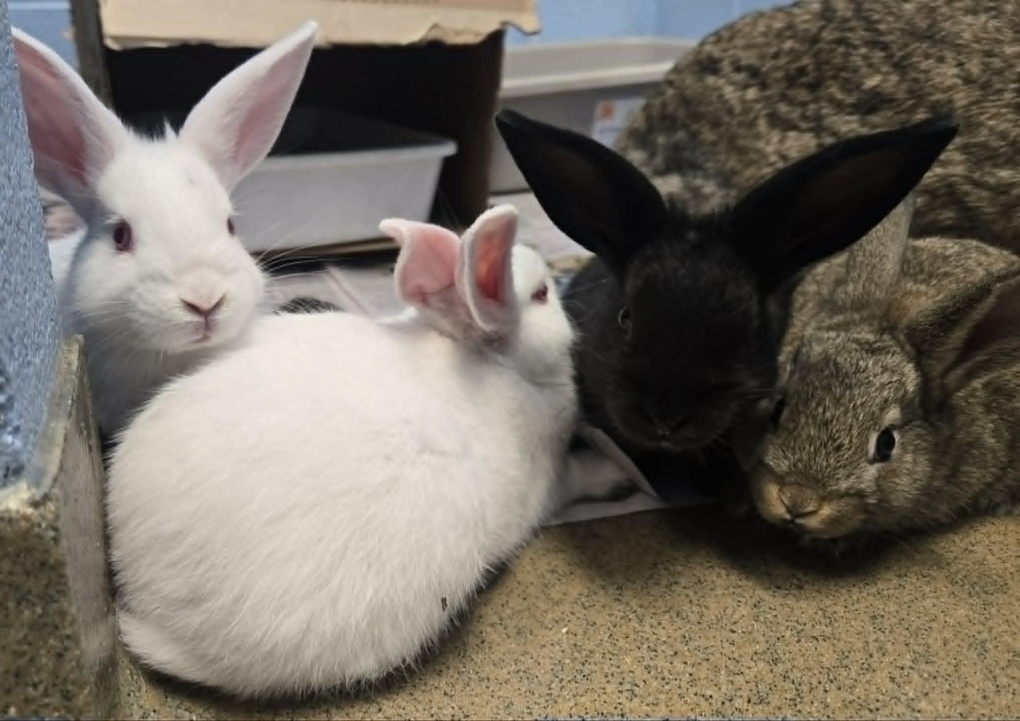 Baby bunnies, ADOPTABLE, Baby Male Dwarf.