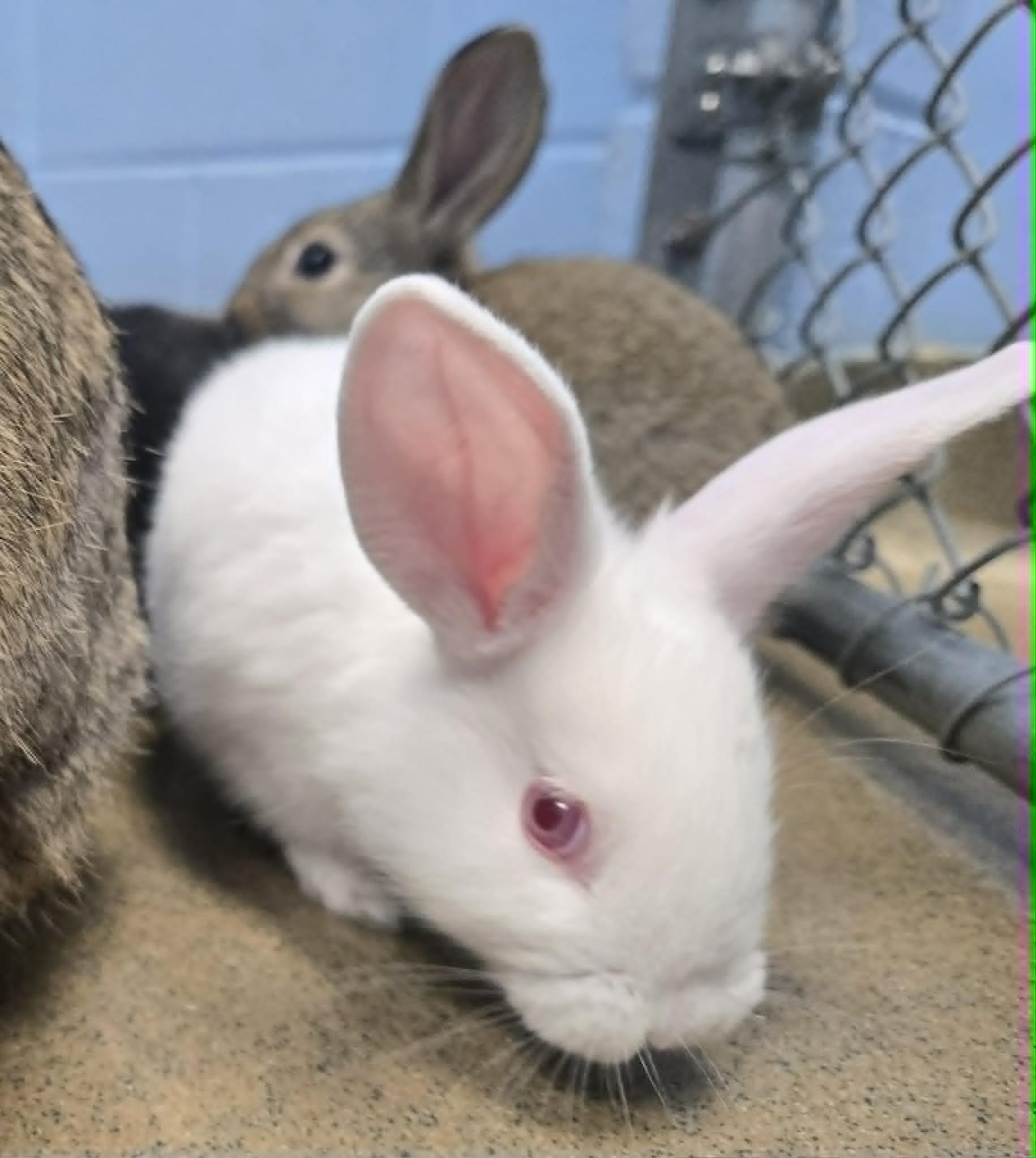 Baby bunnies, a ADOPTABLE Dwarf in Manassas, VA image 6/6