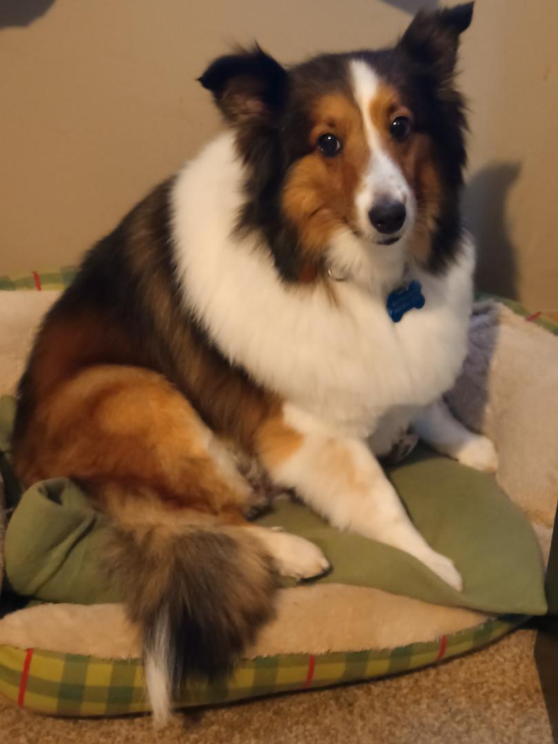 Hattie, Adopted, Adult Female Shetland Sheepdog / Sheltie.