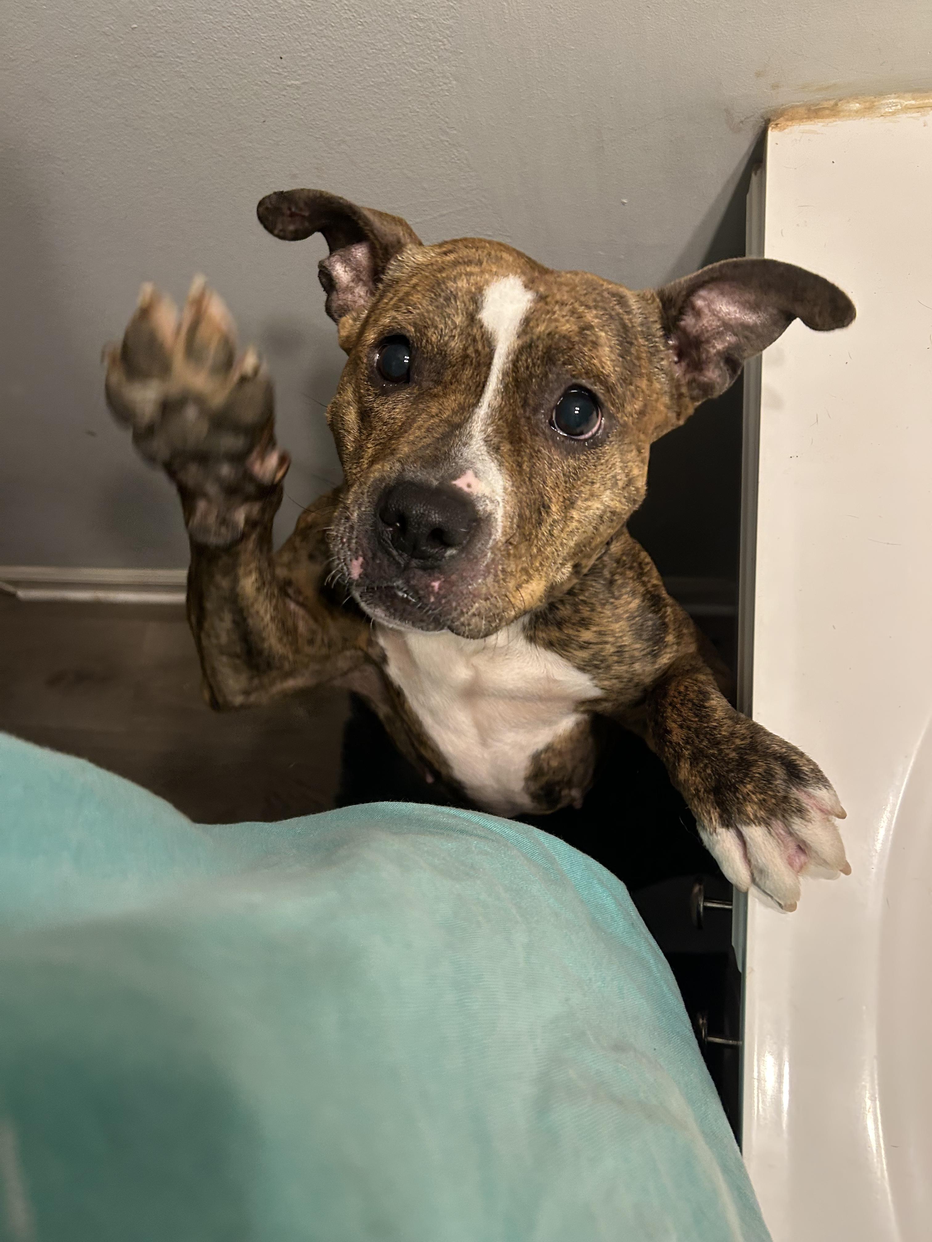 Enlarge Cookie, a ADOPTABLE mixed breed in Lancaster, SC image 4/5