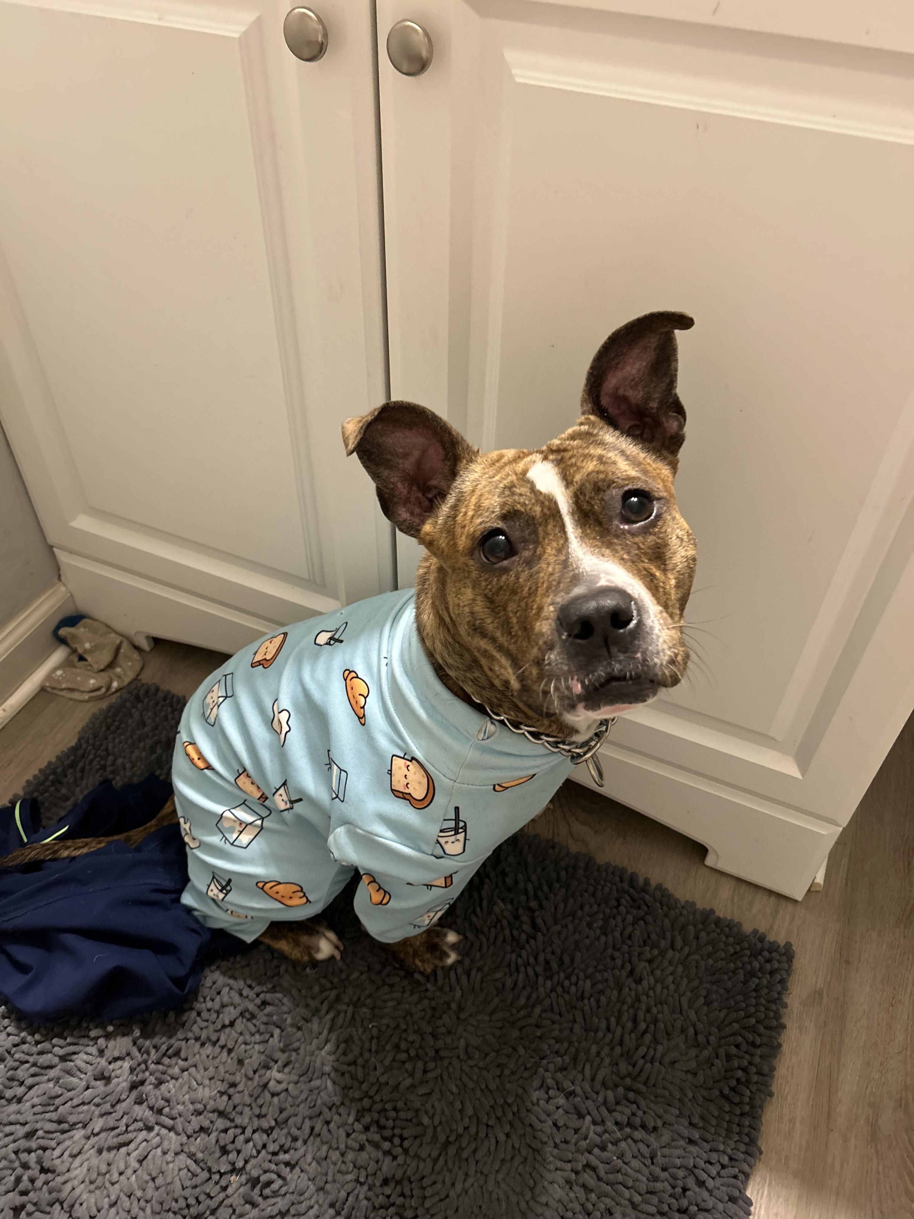 Enlarge Cookie, a ADOPTABLE mixed breed in Lancaster, SC image 3/5