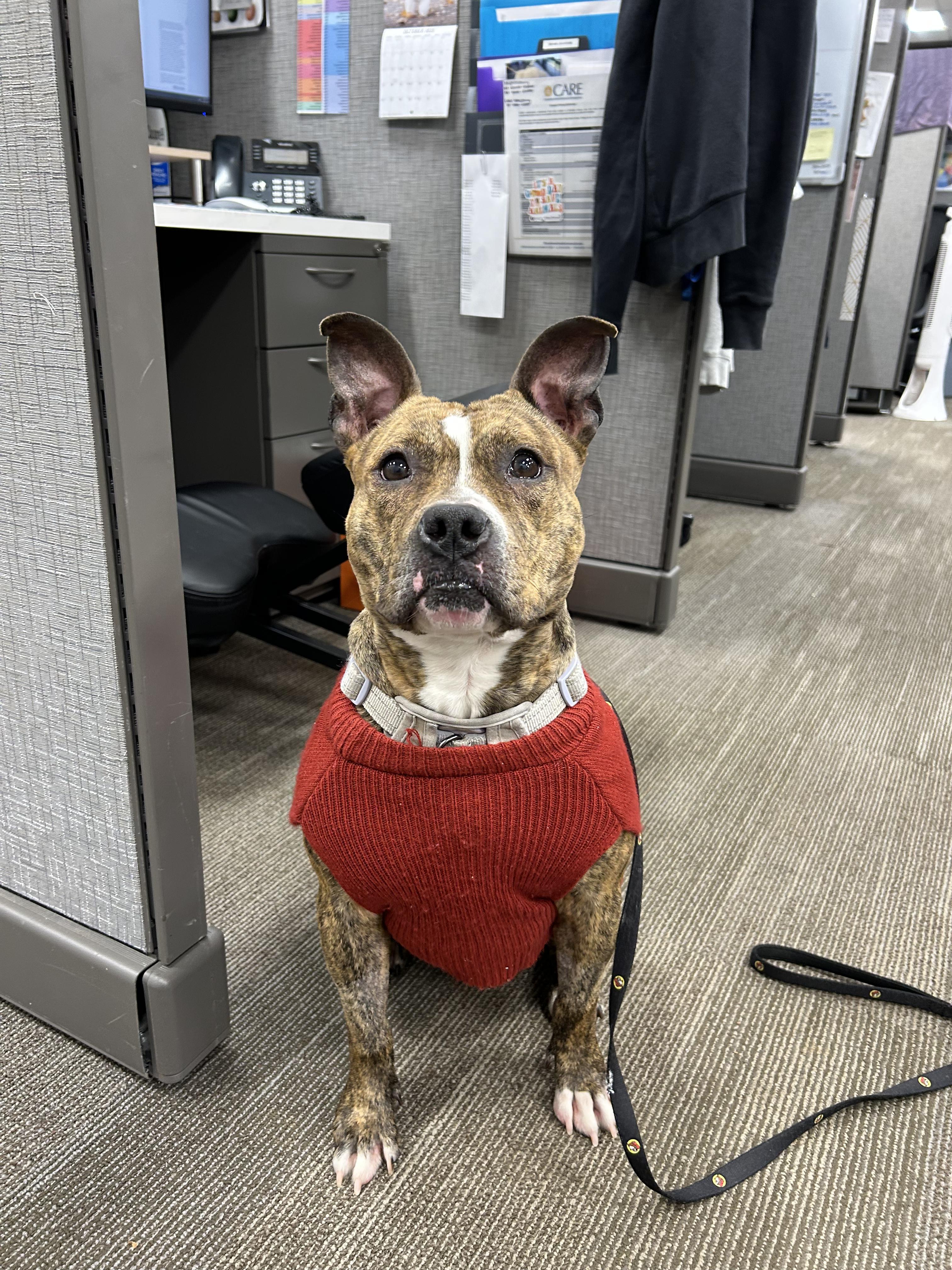 Enlarge Cookie, a ADOPTABLE mixed breed in Lancaster, SC image 1/5