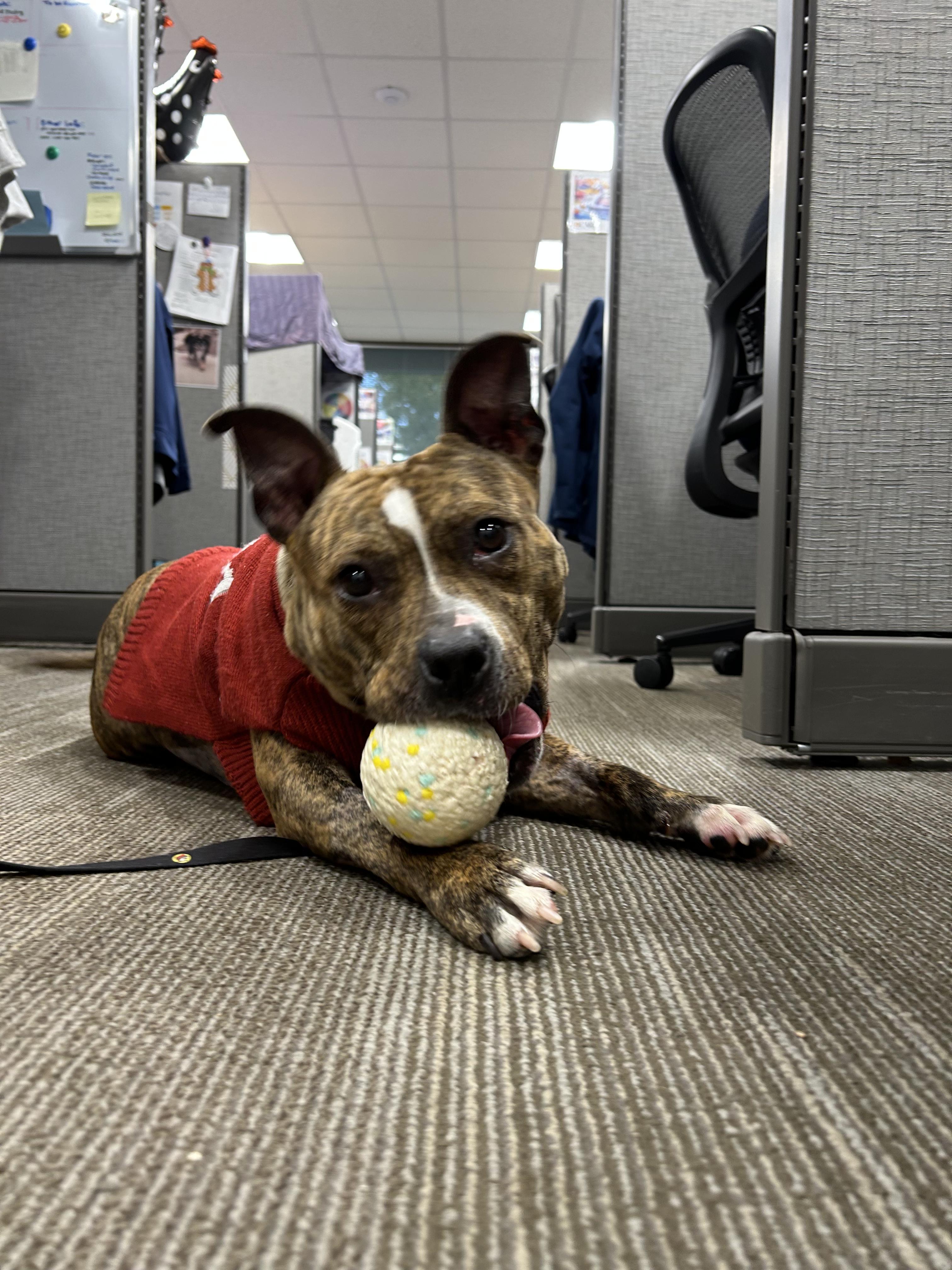 Enlarge Cookie, a ADOPTABLE mixed breed in Lancaster, SC image 5/5