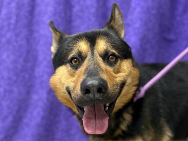 Enlarge Polo, a Adoptable mixed breed in Portland, OR image 1/3