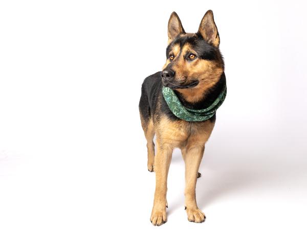 Enlarge Polo, a Adoptable mixed breed in Portland, OR image 2/3