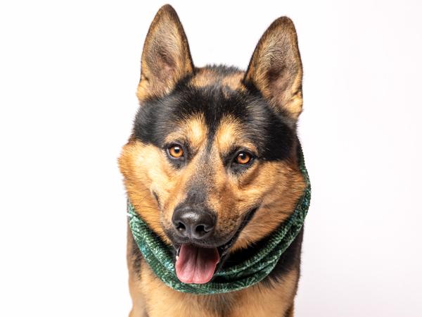 Enlarge Polo, a Adoptable mixed breed in Portland, OR image 3/3