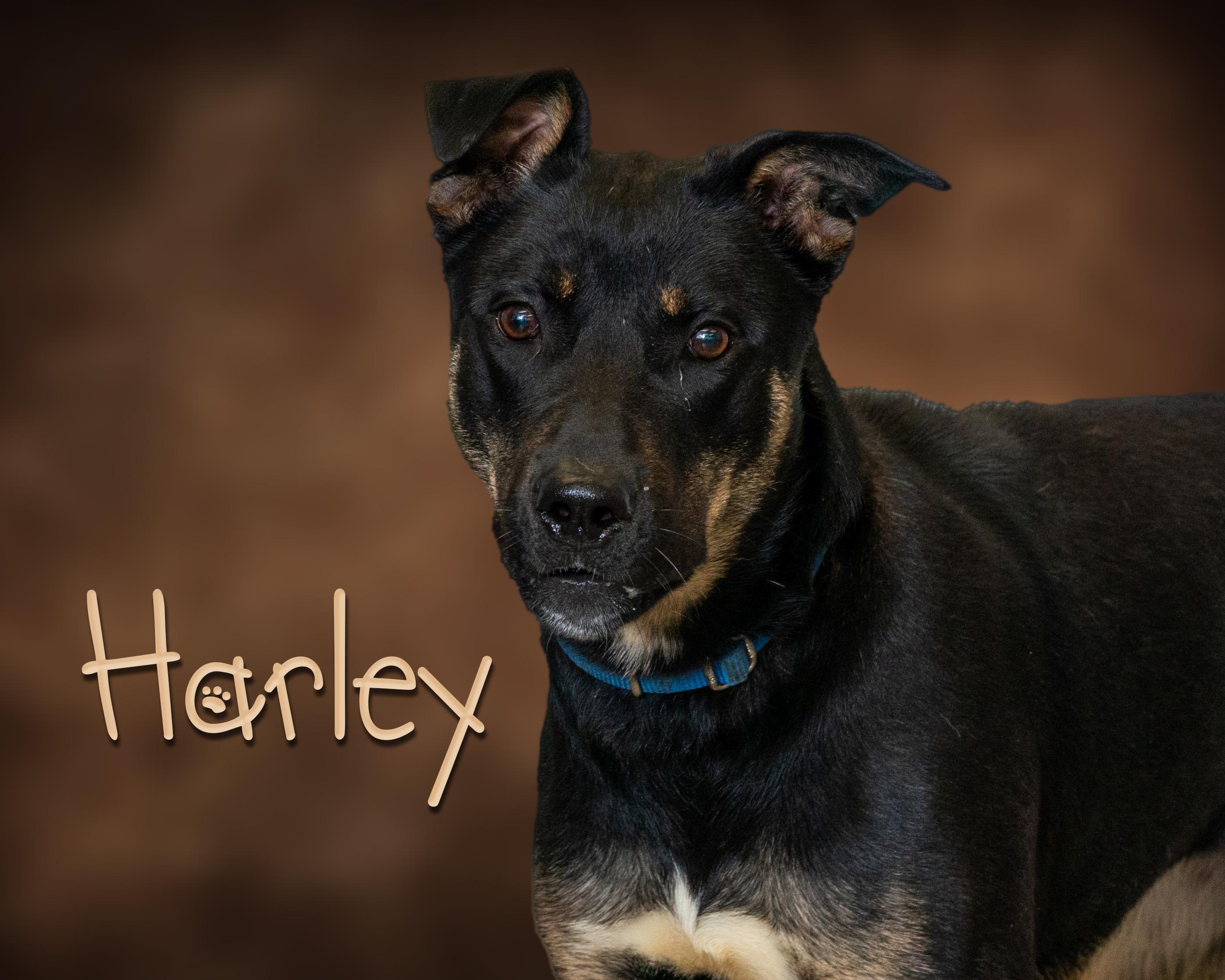 Harley, Adoptable, Adult Female Rottweiler.