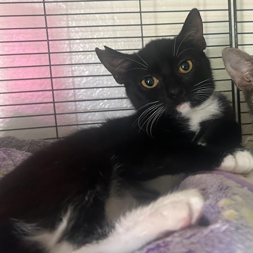 Enlarge Olive, a Adoptable Domestic Short Hair in Wahiawa, HI image 1/1