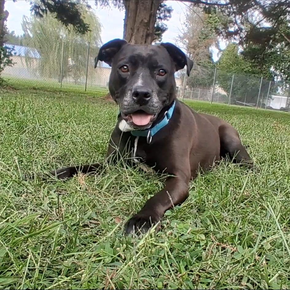 Zoey, Adoptable, Adult Female Mixed Breed.