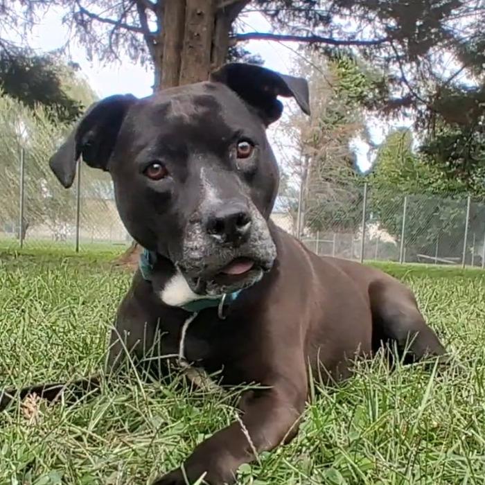 Enlarge Zoey, a Adoptable Mixed Breed in Camden, DE image 4/5