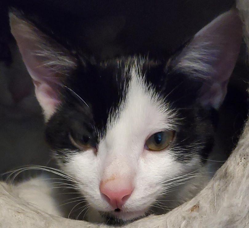 Enlarge Gumdrop, a Adopted Domestic Short Hair in Glendale, AZ image 1/2