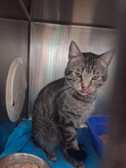 PILOT — thumbnail 2