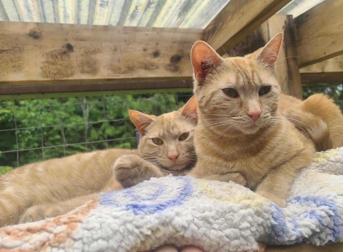 Enlarge Buckett (Bonded with Barrell), a ADOPTABLE Domestic Short Hair in Maple Ridge, BC image 5/6