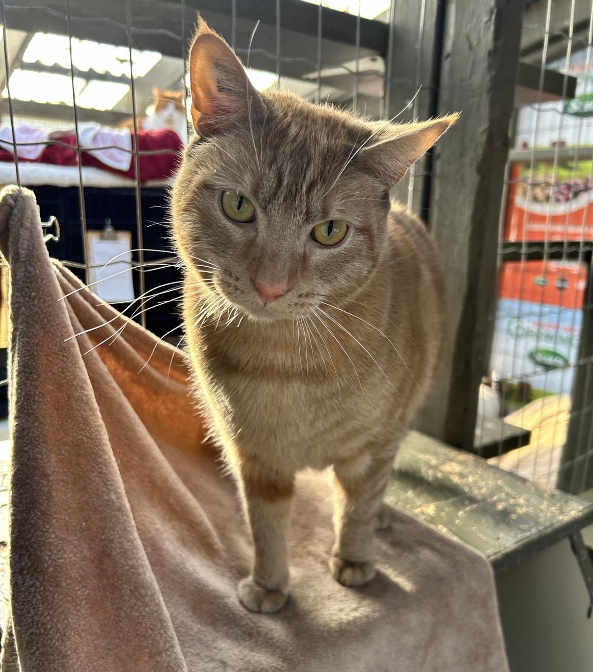 Enlarge Buckett (Bonded with Barrell), a ADOPTABLE Domestic Short Hair in Maple Ridge, BC image 2/6