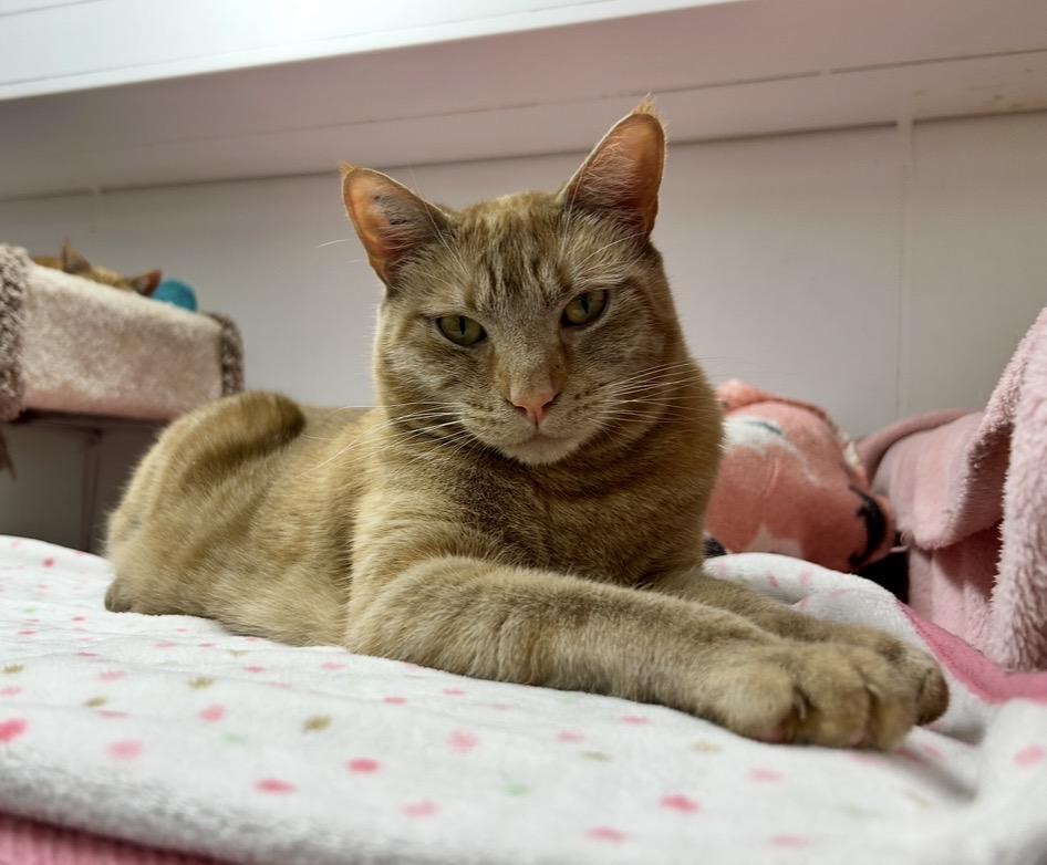 Enlarge Buckett (Bonded with Barrell), a ADOPTABLE Domestic Short Hair in Maple Ridge, BC image 1/6