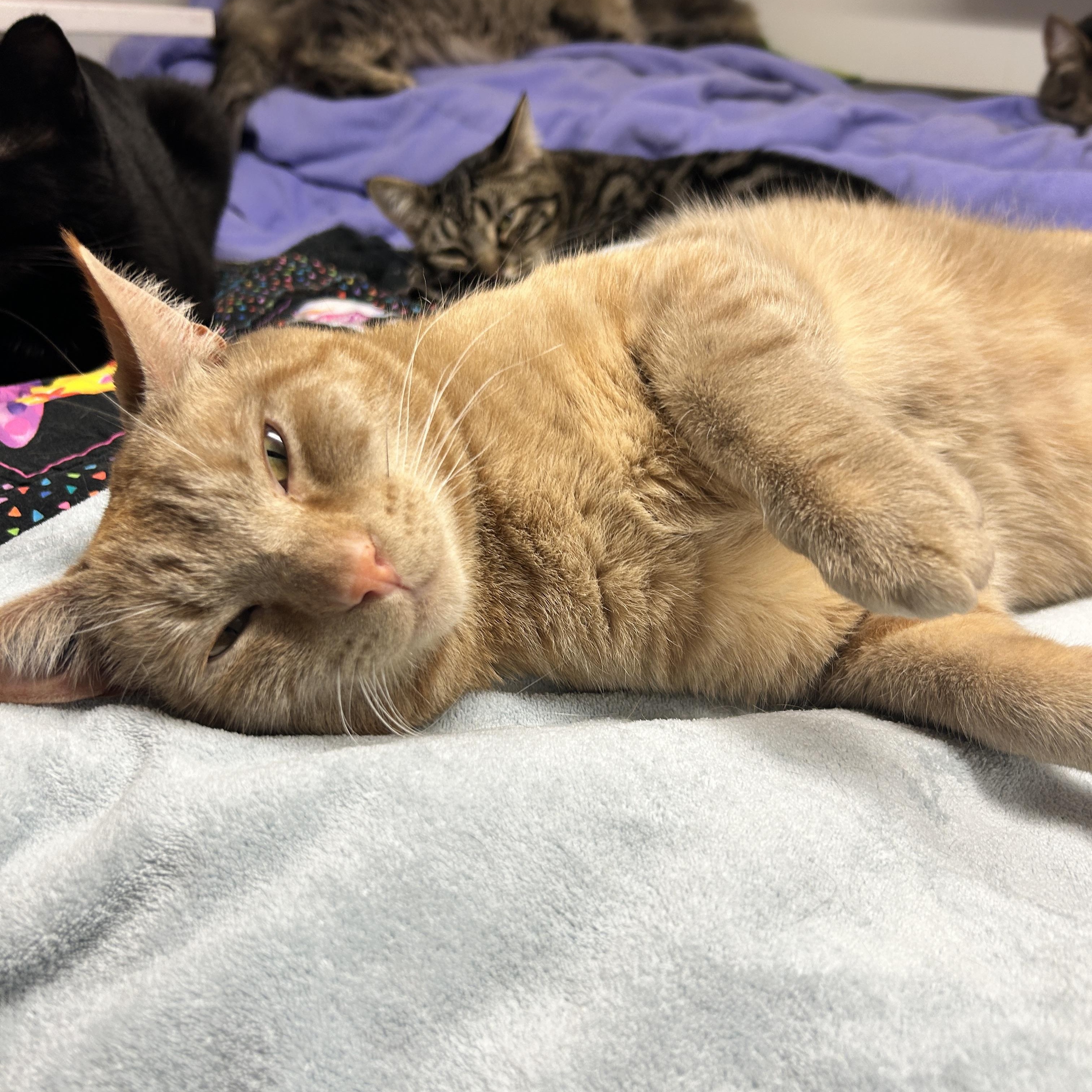 Enlarge Buckett (Bonded with Barrell), a ADOPTABLE Domestic Short Hair in Maple Ridge, BC image 3/6