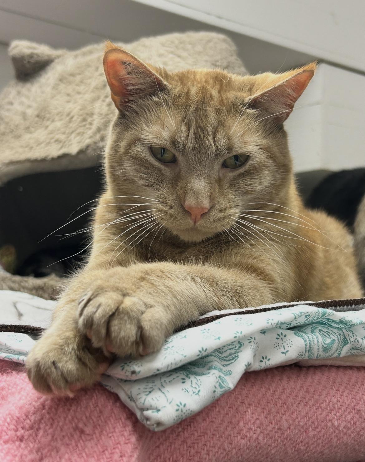 Enlarge Buckett (Bonded with Barrell), a ADOPTABLE Domestic Short Hair in Maple Ridge, BC image 4/6