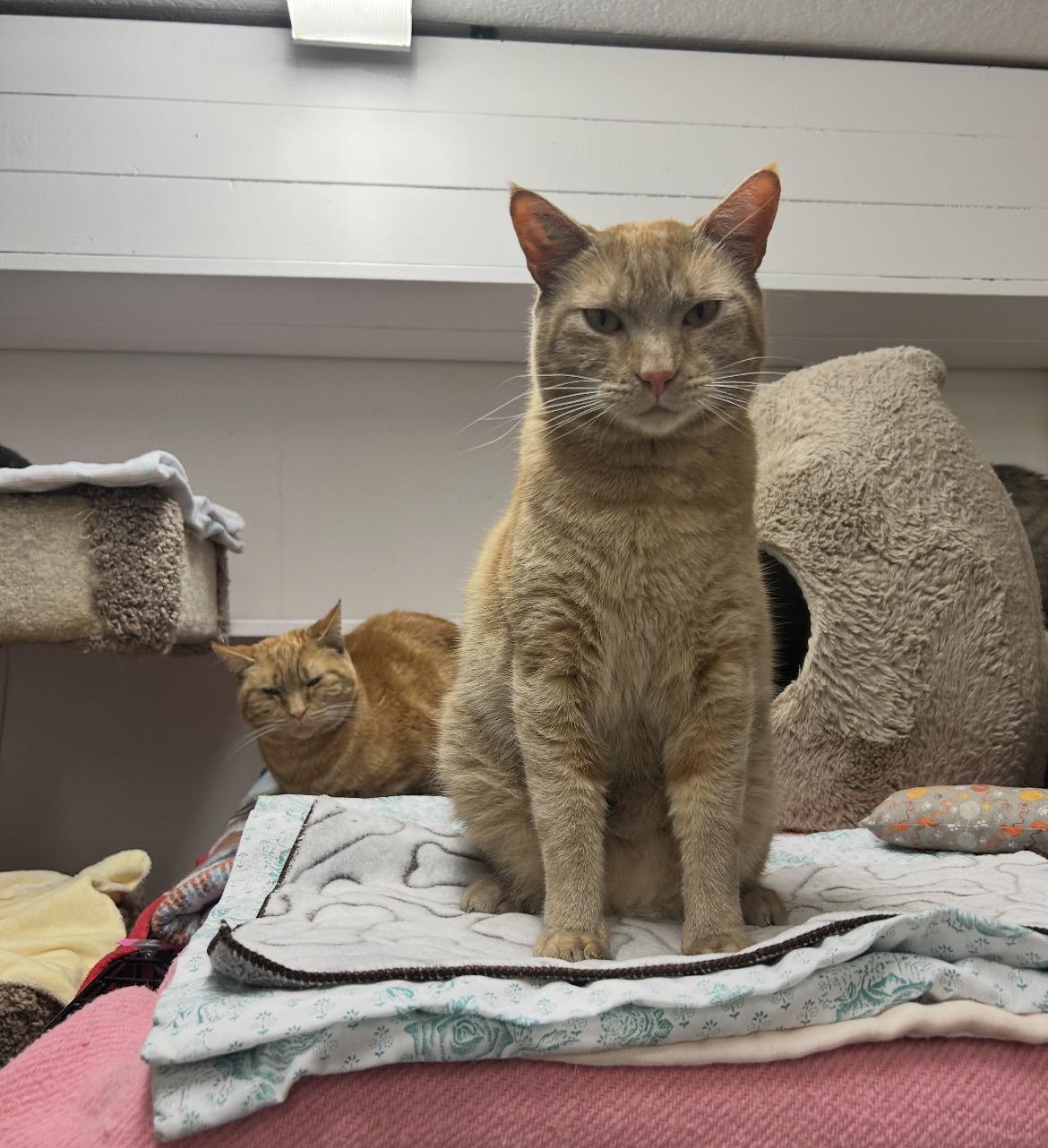 Enlarge Buckett (Bonded with Barrell), a ADOPTABLE Domestic Short Hair in Maple Ridge, BC image 6/6