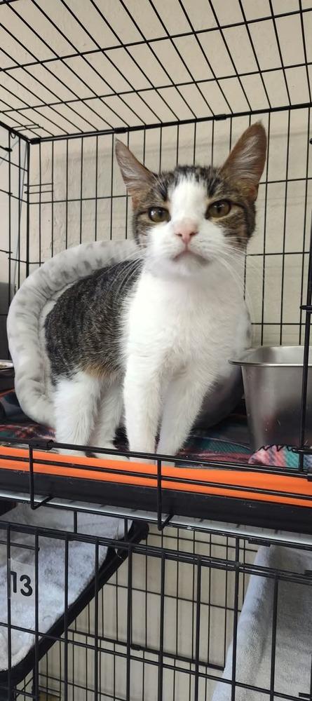 Enlarge Chalupa, a Adoptable Domestic Short Hair in Yuma, AZ image 1/1