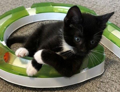 Bill, Adoptable, Kitten Male Domestic Short Hair.