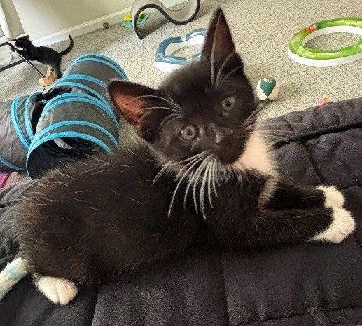 Enlarge Bill, a Adoptable Domestic Short Hair in Reston, VA image 2/3