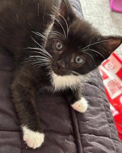 Enlarge Bill, a Adoptable Domestic Short Hair in Reston, VA image 3/3