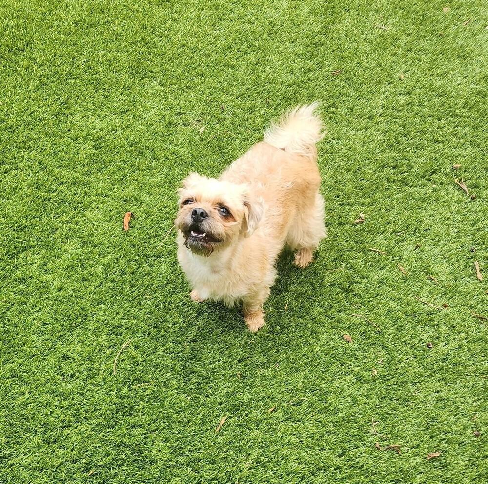 Enlarge Noelle, a Adoptable mixed breed in Richardson, TX image 2/4