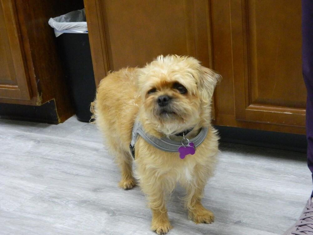 Noelle, a Adoptable mixed breed in Richardson, TX image 3/6