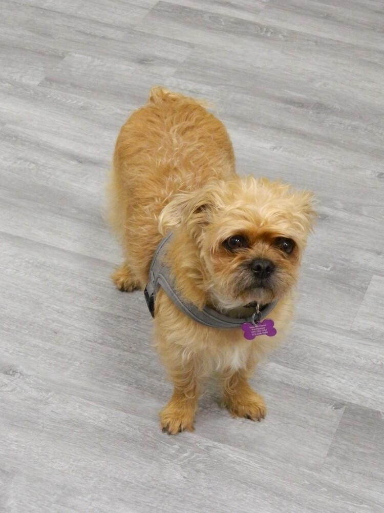 Noelle, a Adoptable mixed breed in Richardson, TX image 4/6