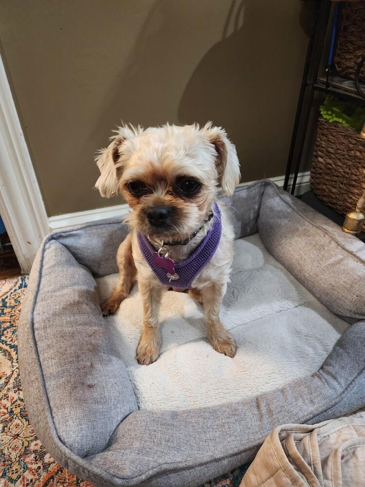 Enlarge Noelle, a Adoptable mixed breed in Richardson, TX image 3/4