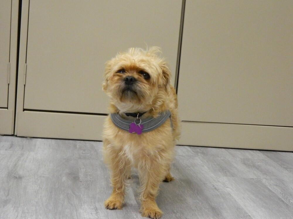 Noelle, a Adoptable mixed breed in Richardson, TX image 5/6