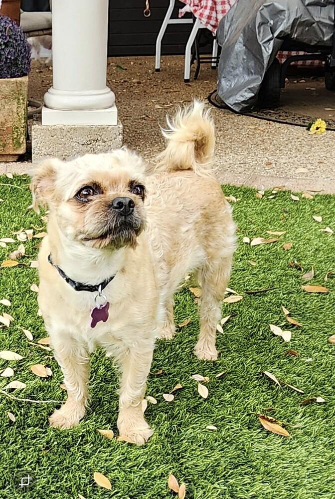 Enlarge Noelle, a Adoptable mixed breed in Richardson, TX image 4/4