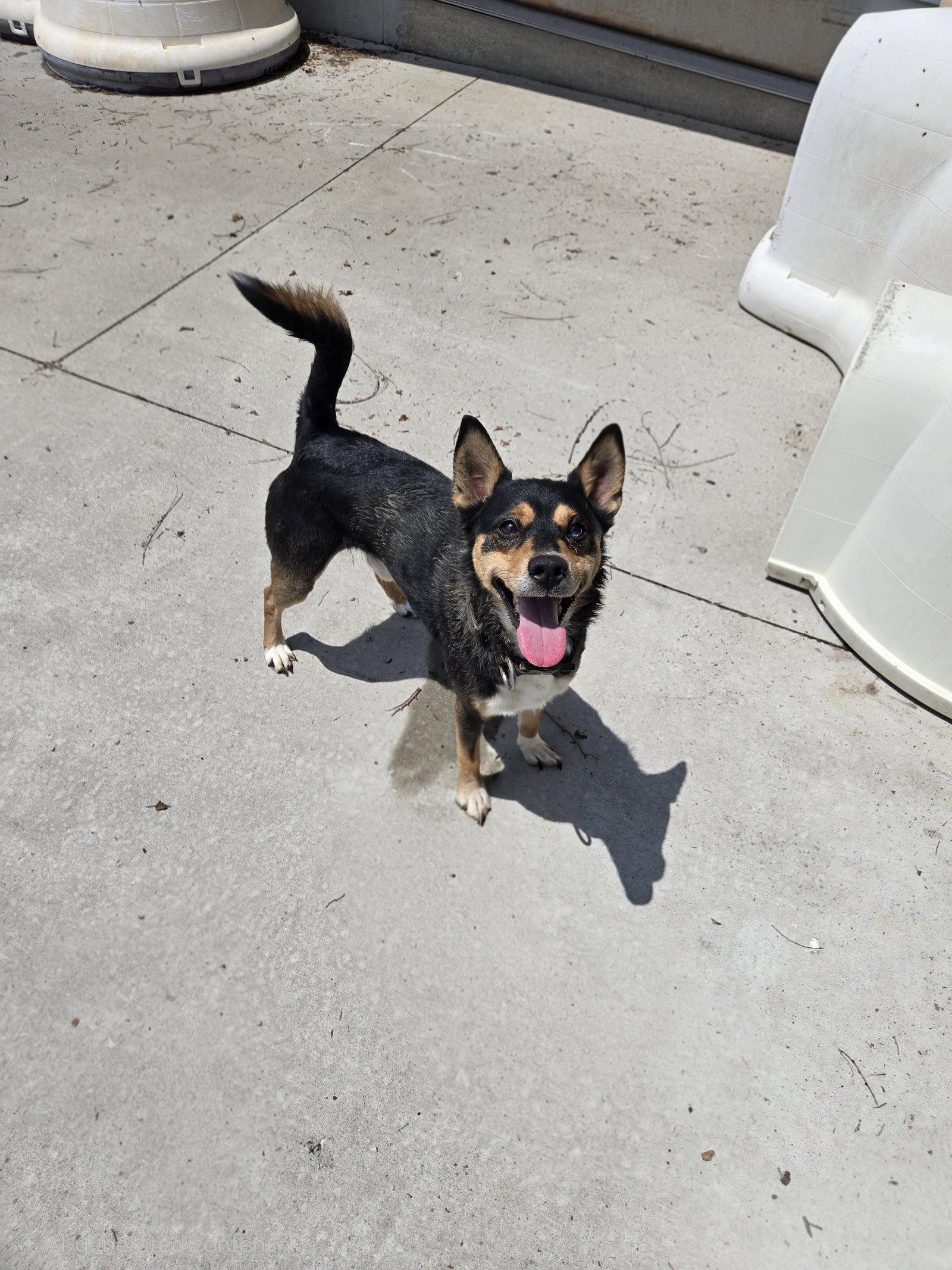 Pete, Adoptable, Adult Male Terrier.