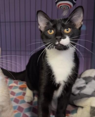 Enlarge Hershey, a Adoptable mixed breed in Woodbridge, VA image 1/1