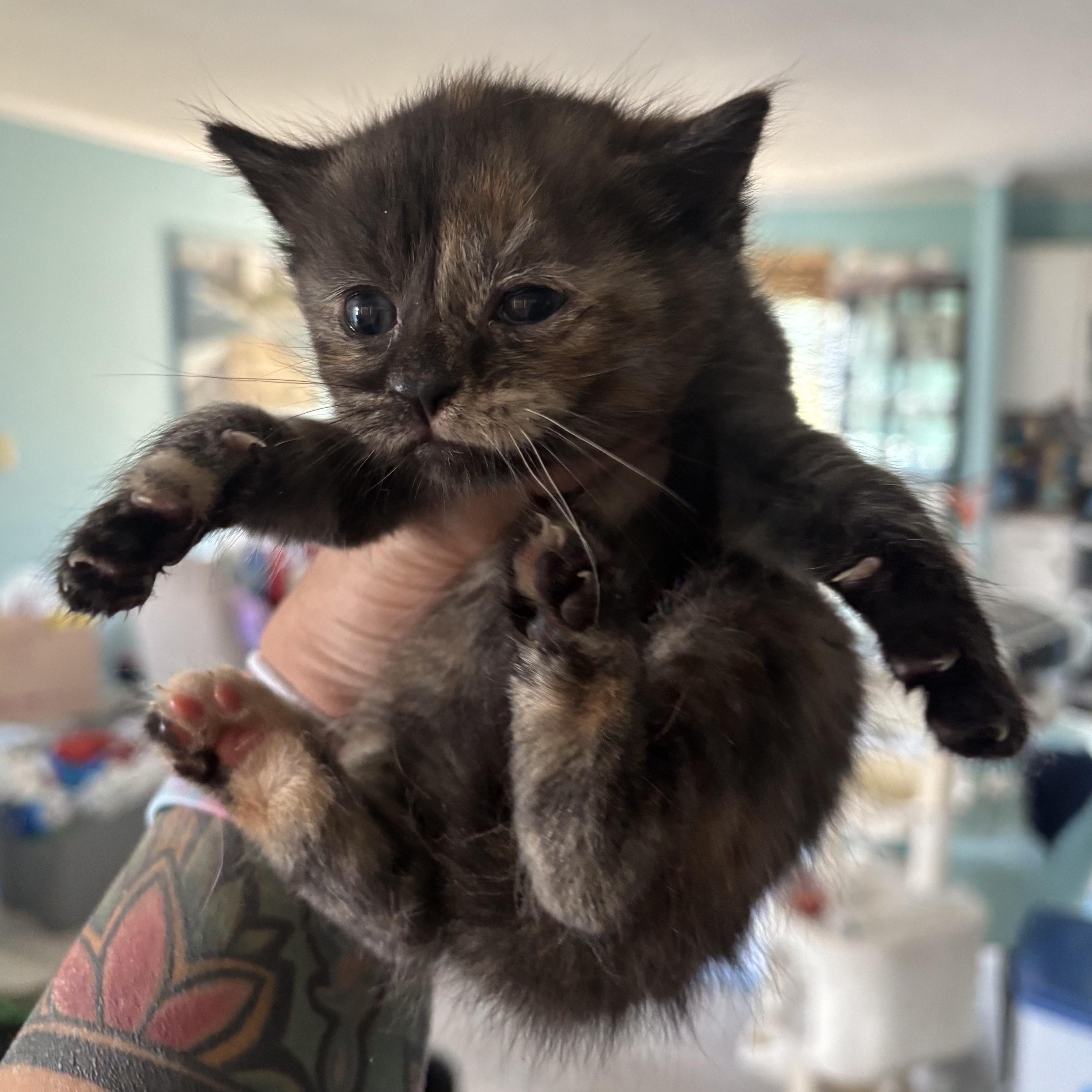 Meg, Adoptable, Kitten Female Domestic Short Hair.