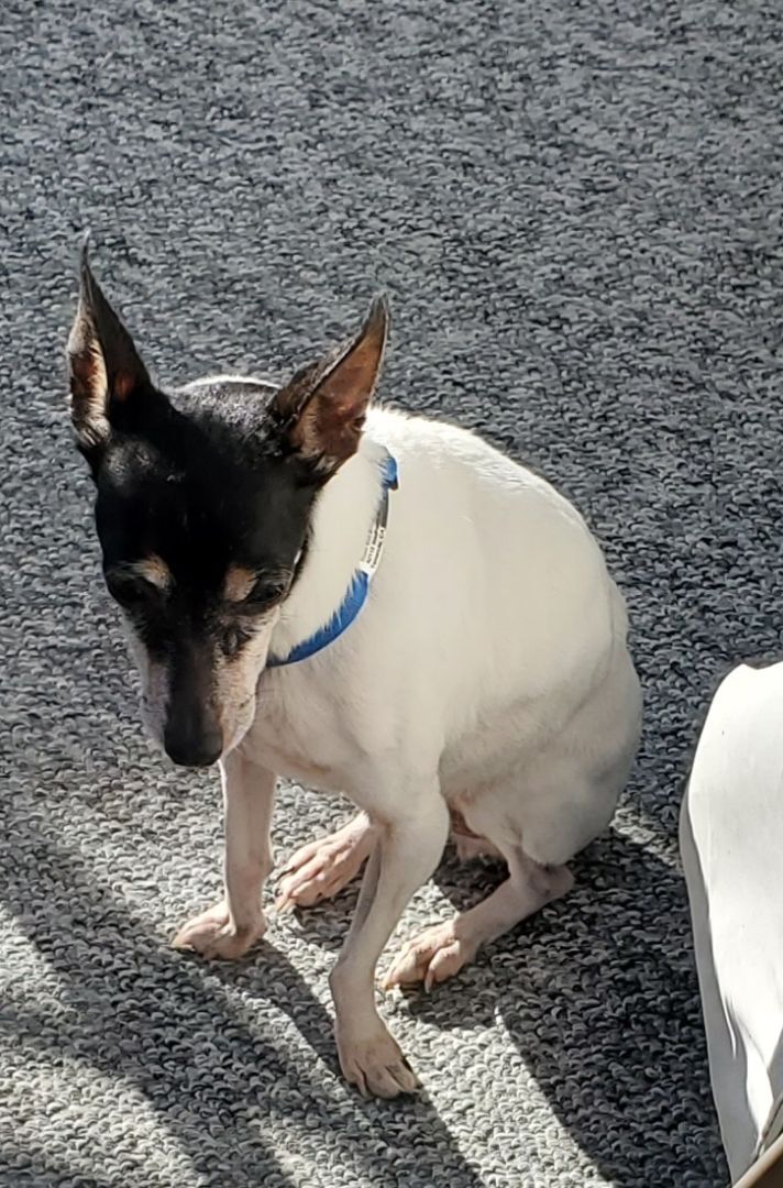 Cupid in CA , Adopted, Senior Female Toy Fox Terrier.