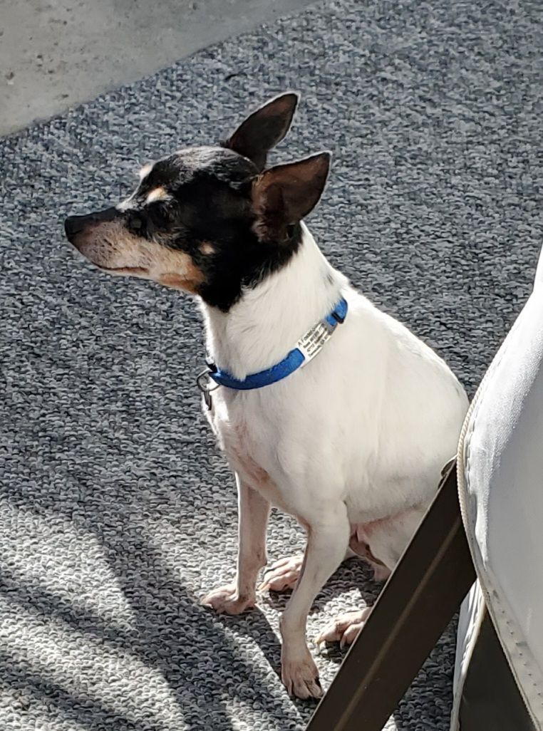 Cupid in CA , a Adopted Toy Fox Terrier in Tulare, CA image 2/12
