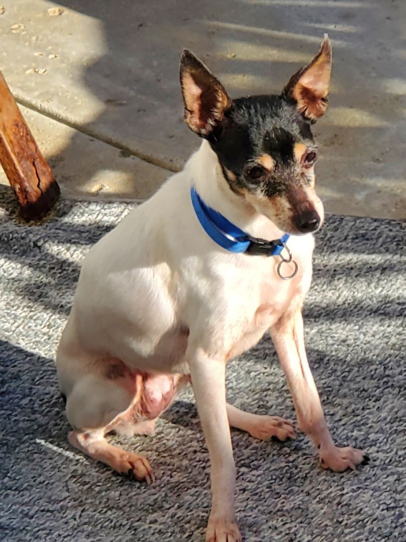 Cupid in CA , a Adopted Toy Fox Terrier in Tulare, CA image 3/12