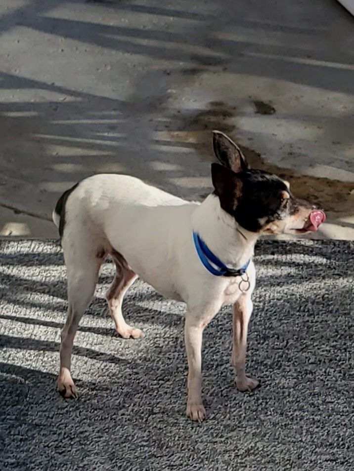 Cupid in CA , a Adopted Toy Fox Terrier in Tulare, CA image 4/12