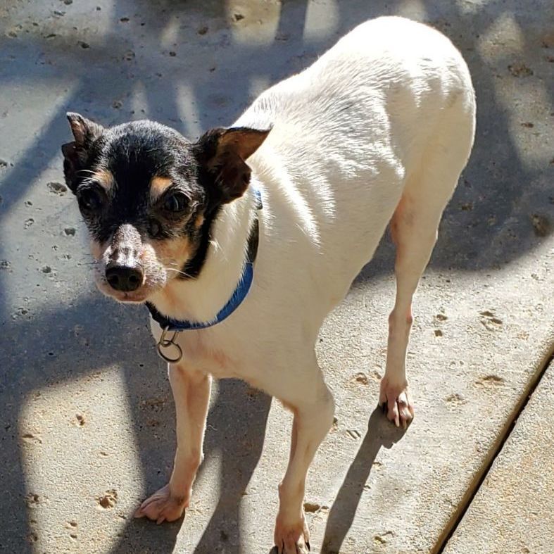 Cupid in CA , a Adopted Toy Fox Terrier in Tulare, CA image 6/12
