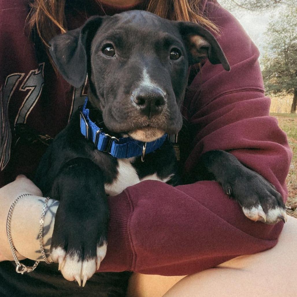 Enlarge Tyson, a Adoptable Pit Bull Terrier in Jarrettsville, MD image 1/6
